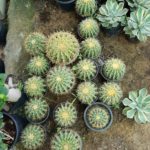 Variety of Barrel Cacti, green acres dubai, greenacres dubai, greenacresdubai, landscape, gardening