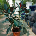 Ficus Black Prince Rubber Plant, green acres dubai, greenacres dubai, greenacresdubai, landscape, gardening