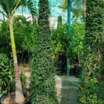 Ficus Diversifalia, green acres dubai, greenacres dubai, greenacresdubai, landscape, gardening