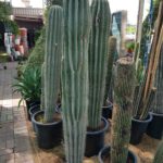Barrel Cactus, green acres dubai, greenacres dubai, greenacresdubai, landscape, gardening