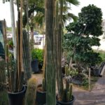 Tall Barrel Cactus