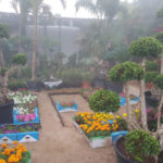 Green Acres Dubai. Flowers in the garden. Outdoor plants. Indoor plants.